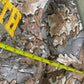Certified Reserve Lost Youth Forest Camo Thermal Longsleeve